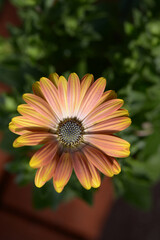 オステオスペルマム