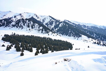 Obraz premium Kok Zhailau tract. Mountainous area with different vegetation.