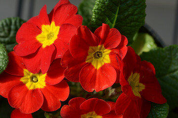 プリムラ・ポリアンサ