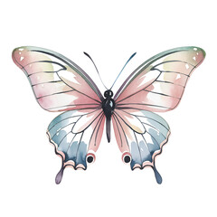 butterfly on white background