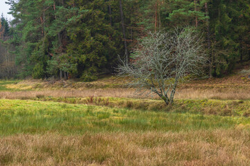 Forest in Kashubia.A cloudy, cool day. Poland.