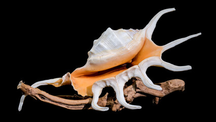 Lambis Spider Conch on driftwood Black Background