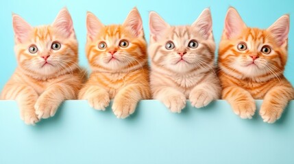 Four Adorable Kittens with Fluffy Fur and Bright Eyes Sitting in a Row Against a Light Blue Background