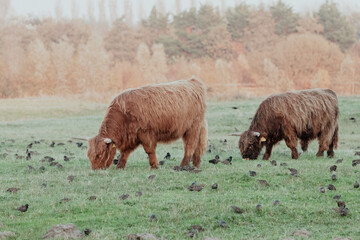 Scottish Highland Cows in the Dutch Dunes