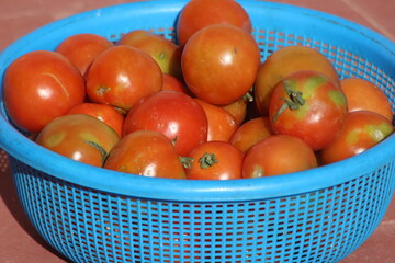 Fresh Tomatoes in a Blue Plastic Basket