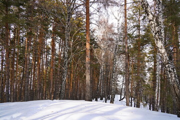 Naklejka premium Different coniferous trees in the mountains. Kok Zhailau tract.