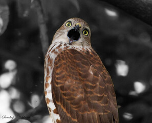 falcon