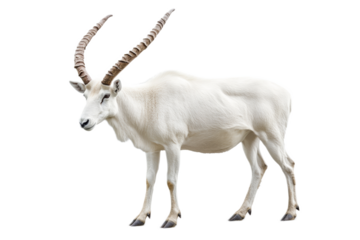 A white addax with a long horn on its head