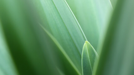 Close up image of bright soft green leaves. Nature background wallpaper