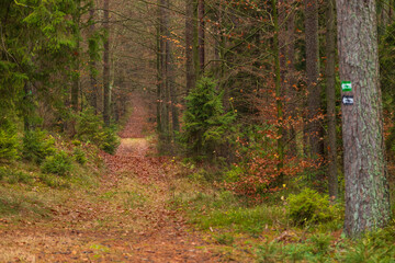 Forest path in autumn colors in the Kashubian, Poland