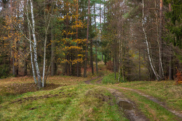Obraz premium Forest path in autumn colors in the Kashubian, Poland