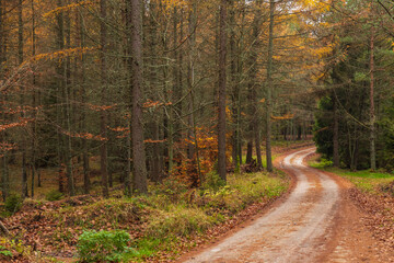 Forest path in autumn colors in the Kashubian, Poland