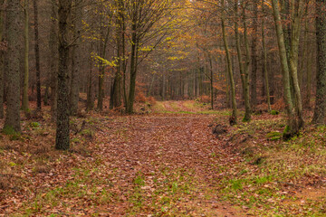 Forest path in autumn colors in the Kashubian, Poland