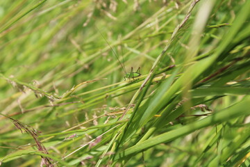 Grashüpfer / Heuschrecke 