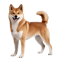 portrait of a shiba