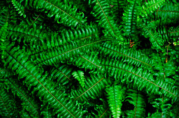 black green fern filling the frame, nice colorful background for post cards and other tasks of graphic and art design.