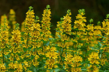 Punktierter Gilbweiderich (Lysimachia punctata)	