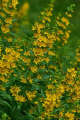 Punktierter Gilbweiderich (Lysimachia punctata)	