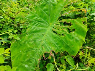 The damaged leaf was eaten by a grasshopper