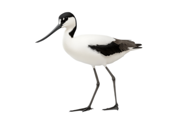 Elegant Pied Avocet Standing Against a Pristine Transparent Background in Studio Setting