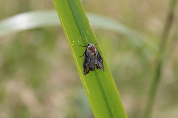 Motte / Nachtfalter © Paulina