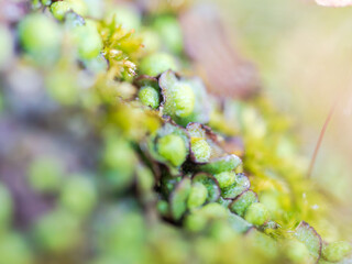 冬の寒い日の苔をクローズアップ06