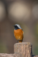 Fototapeta premium Male Daurian Redstart perching on the artificial tree branch railing