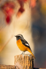 Male Daurian Redstart perching on the artificial tree branch railing