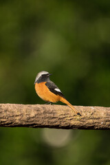 Male Daurian Redstart perching on the artificial tree branch railing