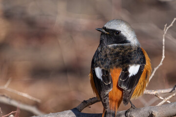 Male Daurian Redstart perching on the tree branch