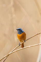 Male Daurian Redstart perching on the tree branch