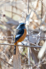Fototapeta premium Male Daurian Redstart perching on the tree branch