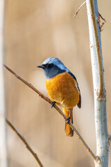 Male Daurian Redstart perching on the tree branch