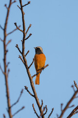 Male Daurian Redstart perching on the tree branch with blue sky background