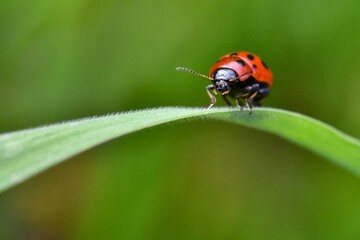 ladybug on a leaf