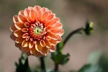 orange dahlia flower