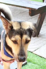 a dog came up to me at a cafe and asked for a pat. How could I say no?