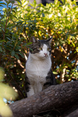 公園の木の根元で綺麗に光が当たってかわいいキジトラ柄とハチワレ柄の野良猫