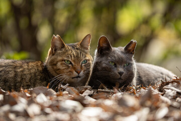 落ち葉が敷き詰められて綺麗な雰囲気の中仲良く顔を並べてるキジトラ柄の野良猫とグレーの毛並みの野良猫