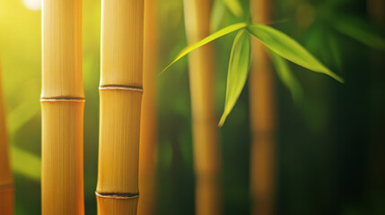 Obraz premium Textured bamboo background with vibrant green leaves and soft light. This serene natural setting evokes sense of tranquility and harmony
