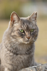 背景がぽわっと柔らかくボケてふわふわとかわいいサバトラ柄の野良猫のポートレート