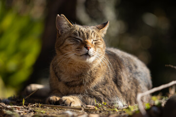 自然公園で気持ちよさそうに寝てるキジトラ柄と茶トラ柄の野良猫