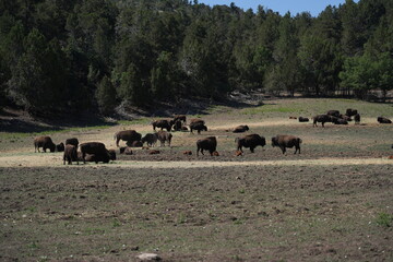 Bison Herd Grazing in the Wild Plains of the American West