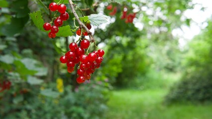 Rote Johannisbeeren in einem Garten.