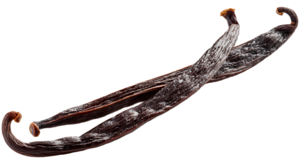 black vanilla beans isolated on white background