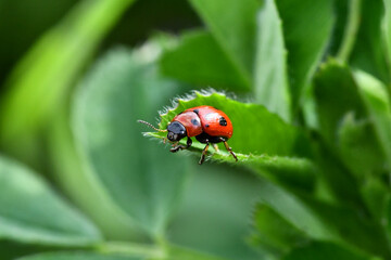 ladybug on a leaf