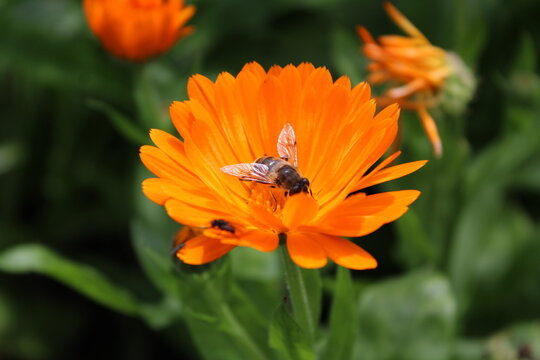 Bine (5)