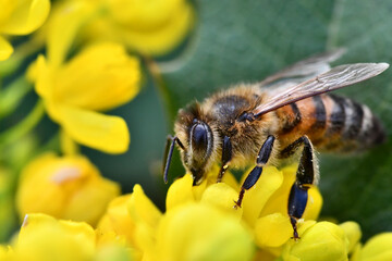 bee on yellow flower