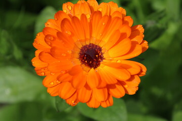 Ringelblume mit Wassertropfen 