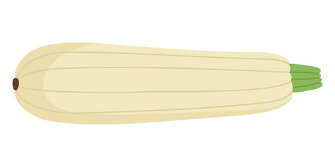 Fresh Zucchini Hand Drawn on White Background